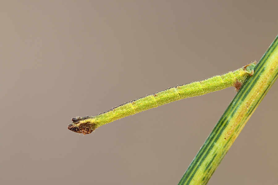 Un piccolo bruco - Phaiogramma etruscaria, Geometridae Geometrinae